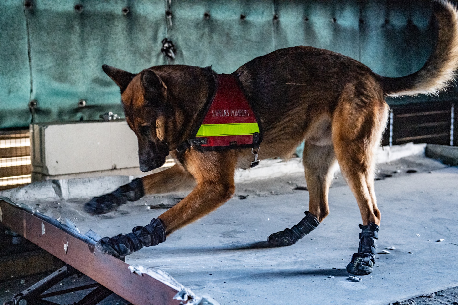 Le chien gratte l'endroit où il a identifié la substance olfactive.